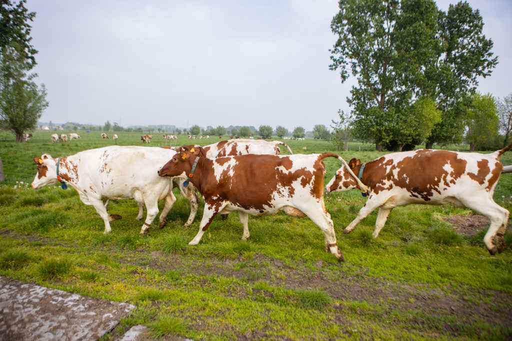 Campina Weidegang
